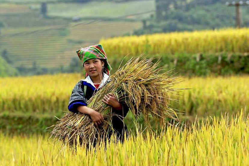 Visit Ha Giang In Golden Rice Season